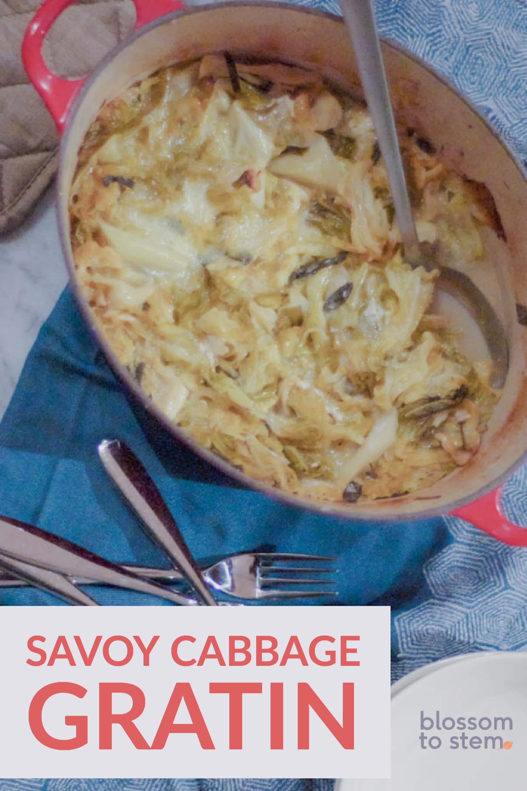 Savoy Cabbage Gratin with Delice de Bourgogne. Meltingly tender ruffly savoy cabbage in a rich puddle of tangy cheese enriched broth.