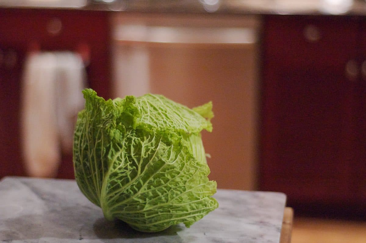 Head of savoy cabbage