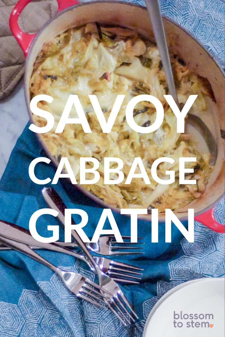 Savoy Cabbage Gratin