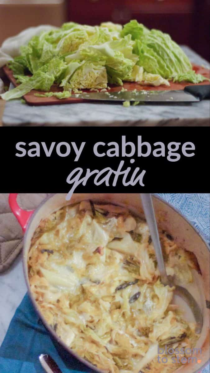 Savoy Cabbage Gratin