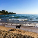 Inka at the beach. Photo by Dan Busha.