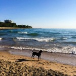 Inka at the beach. Photo by Dan Busha.