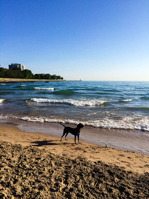 Inka at the beach. Photo by Dan Busha.