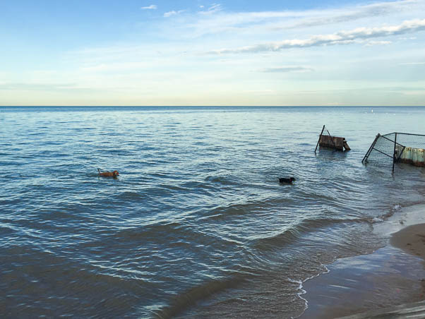 Lake Michigan, Foster Beach, Chicago. September 2015. From Blossom to Stem | www.blossomtostem.net