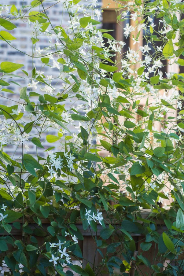 Clematis on the deck. From Blossom to Stem | www.blossomtostem.net